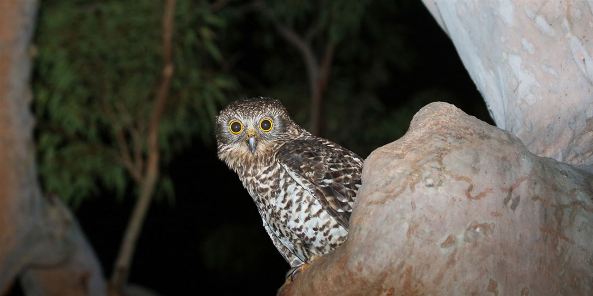 powerful owl