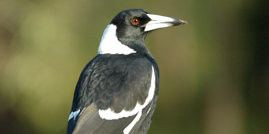 Australian Magpie Ku-ring-gai