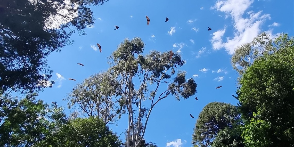 Flying foxes at Flying Fox Reserve in Gordon.jpg