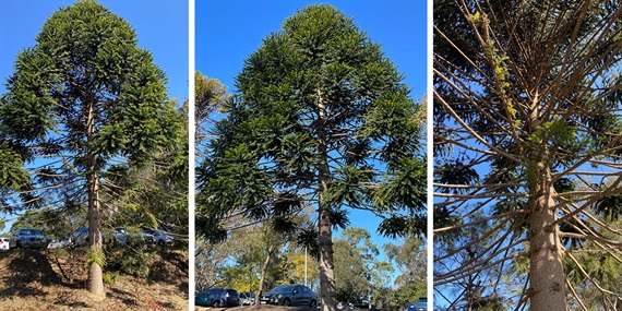 15.-Bunya-Pine.jpg