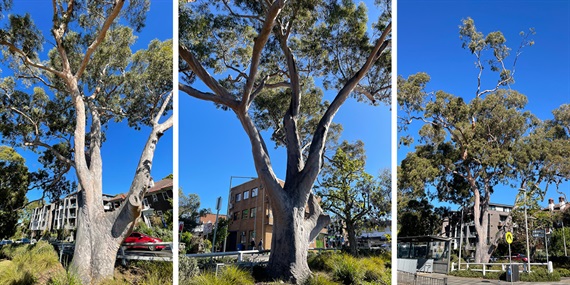 2.-lemon-scented-gum.jpg