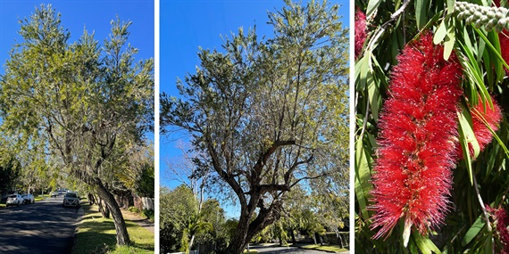 6.-Weeping-bottle-brush.jpg