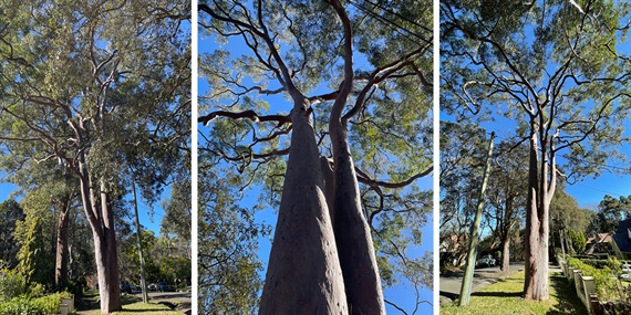 7.-Angophora.jpg