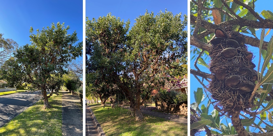 Banksia Serrata