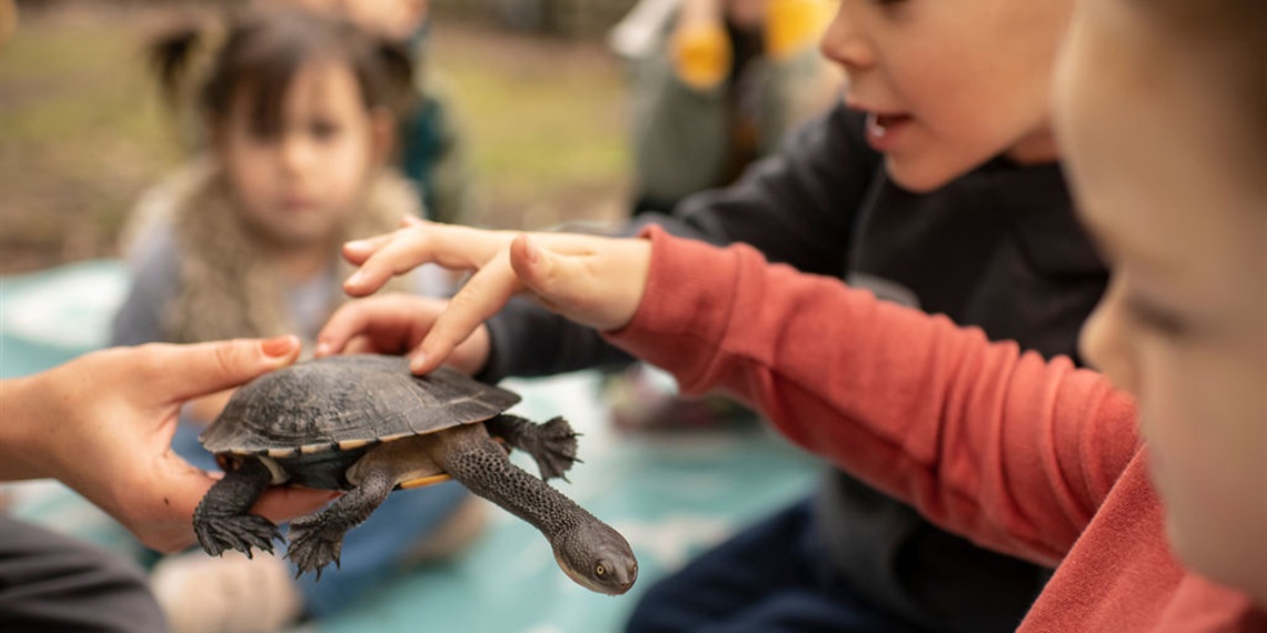 Nature Play (4-6) - Terrific Turtles