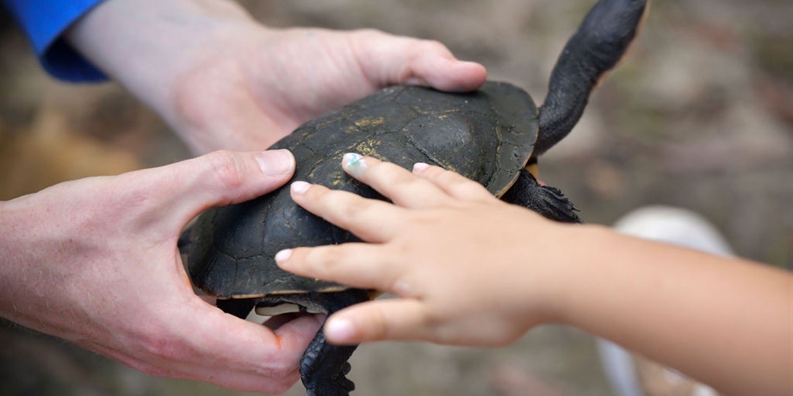 Nature Play (1-6) - Terrific Turtles